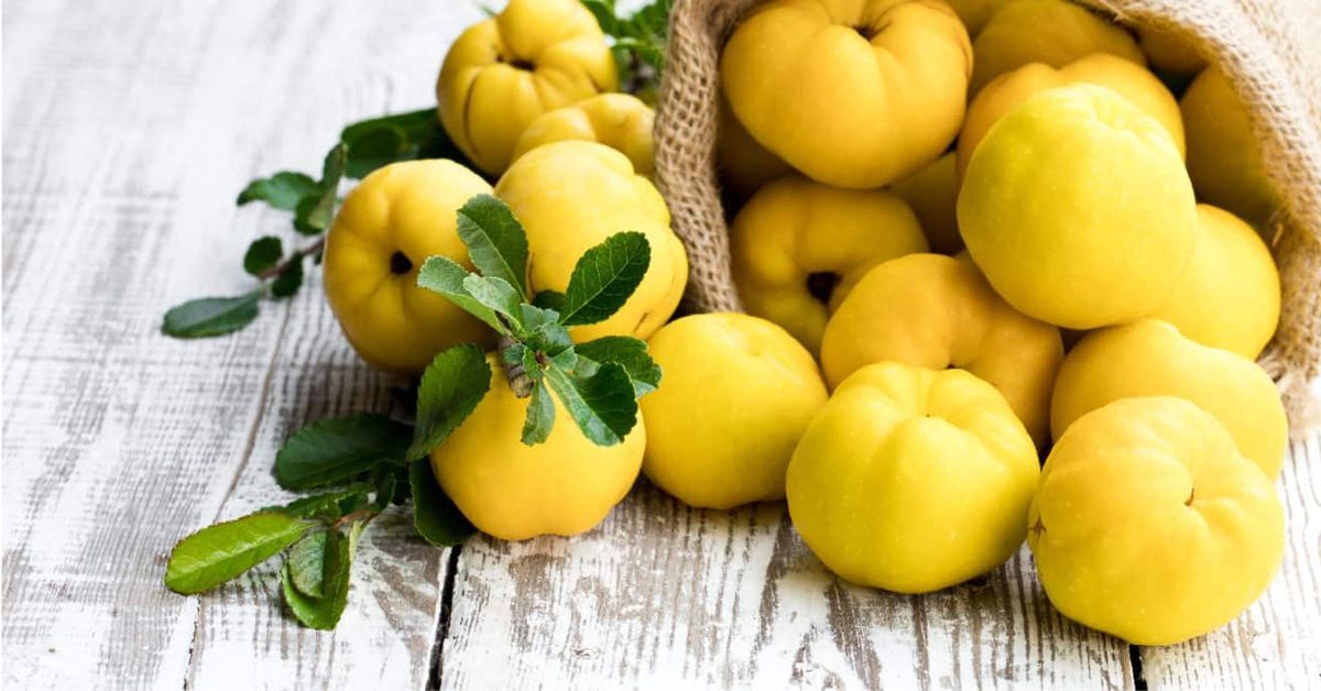 Isoäitimme käyttivät sitä sitruunan sijaan. Siinä on enemmän C-vitamiinia, ja se on hellävarainen vatsalle.