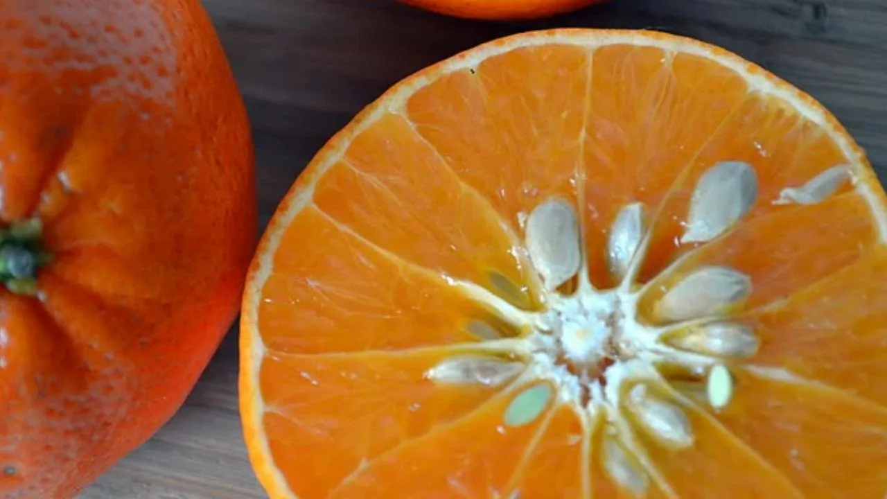 Älä heitä appelsiininsiemeniä pois, ne ovat aarre: kuinka käyttää niitä uudelleen kasveissasi.