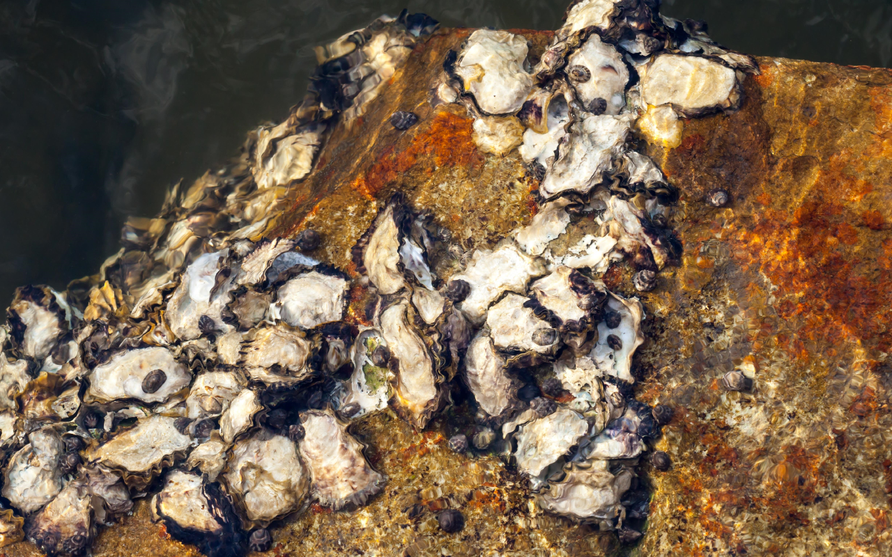 Ei etikkaa, ei sitruunaa: ammattilaisten temppu, kuinka poistaa hiekka simpukoista muuttamatta niiden makua