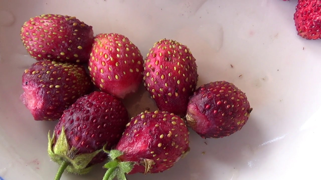 Löydä mansikka uudelleen – makea Välimeren hedelmä, joka voi sisältää alkoholia ja sopii erinomaisesti ruoanlaittoon.