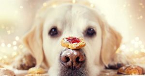 Joulun makeiset koirille: neljä helppoa ja turvallista kotitekoista jälkiruokaa, joilla voit hemmotella lemmikkiäsi