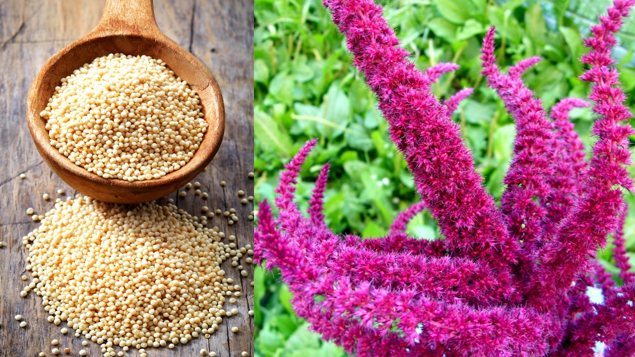 Se on yksi hyödyllisimmistä viljakasveista, mutta silti emme halua syödä sitä. Se tukee sydämen toimintaa, säätelee verensokeria ja on proteiinipitoinen.