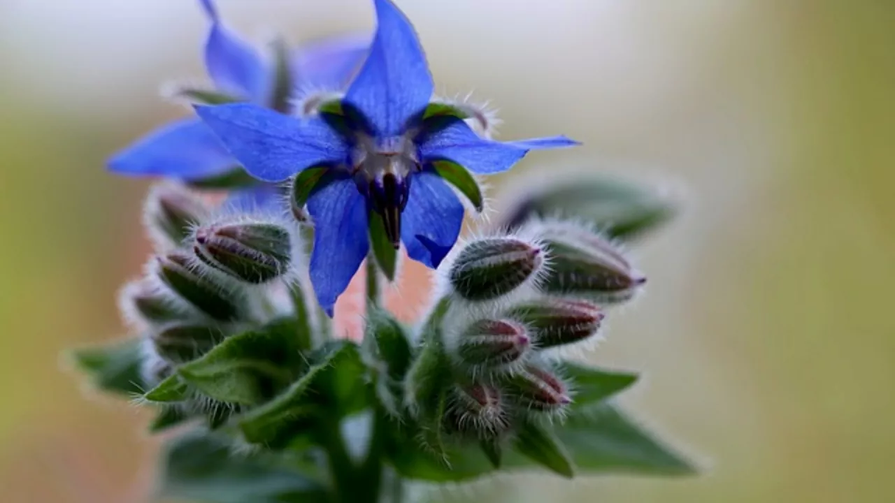 Näkymättömät, mutta maukkaat: nyt on kurkkujen kausi, vihannes, jota harvat tuntevat.