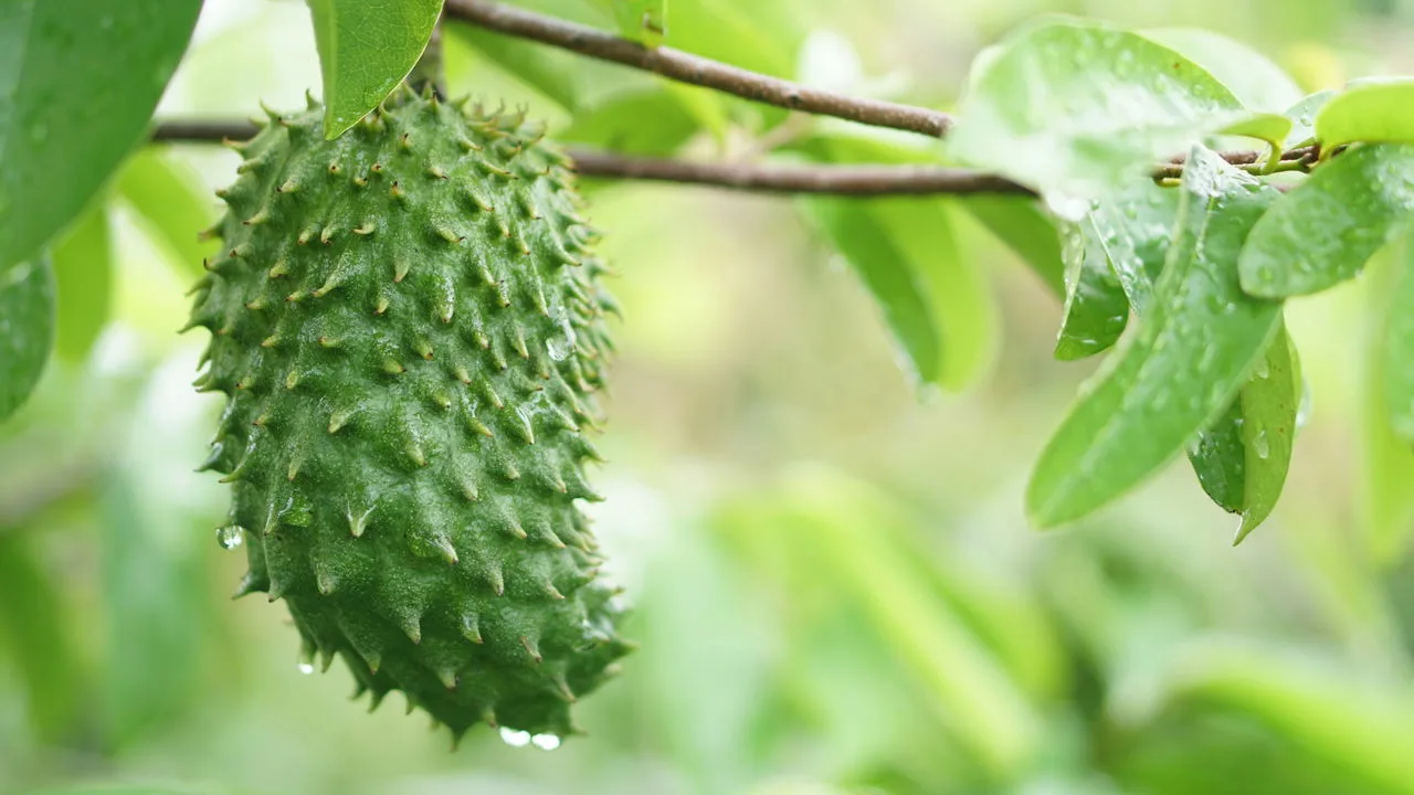 Mihin sausep on hyödyllinen? Se on paljon hyödyllisempi kuin pelkkä mehun raaka-aine.