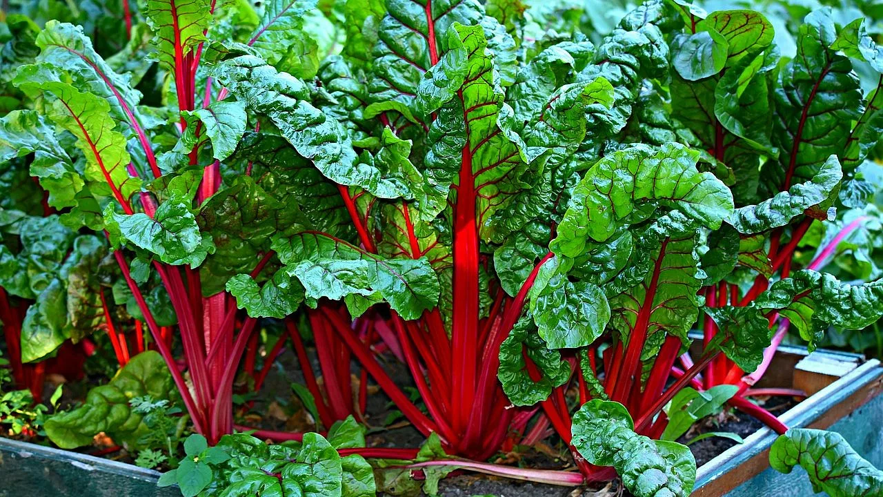 Kuinka valmistaa mangoldia terveellisellä tavalla: 12 ihanteellista reseptiä kevyeen ruokavalioon