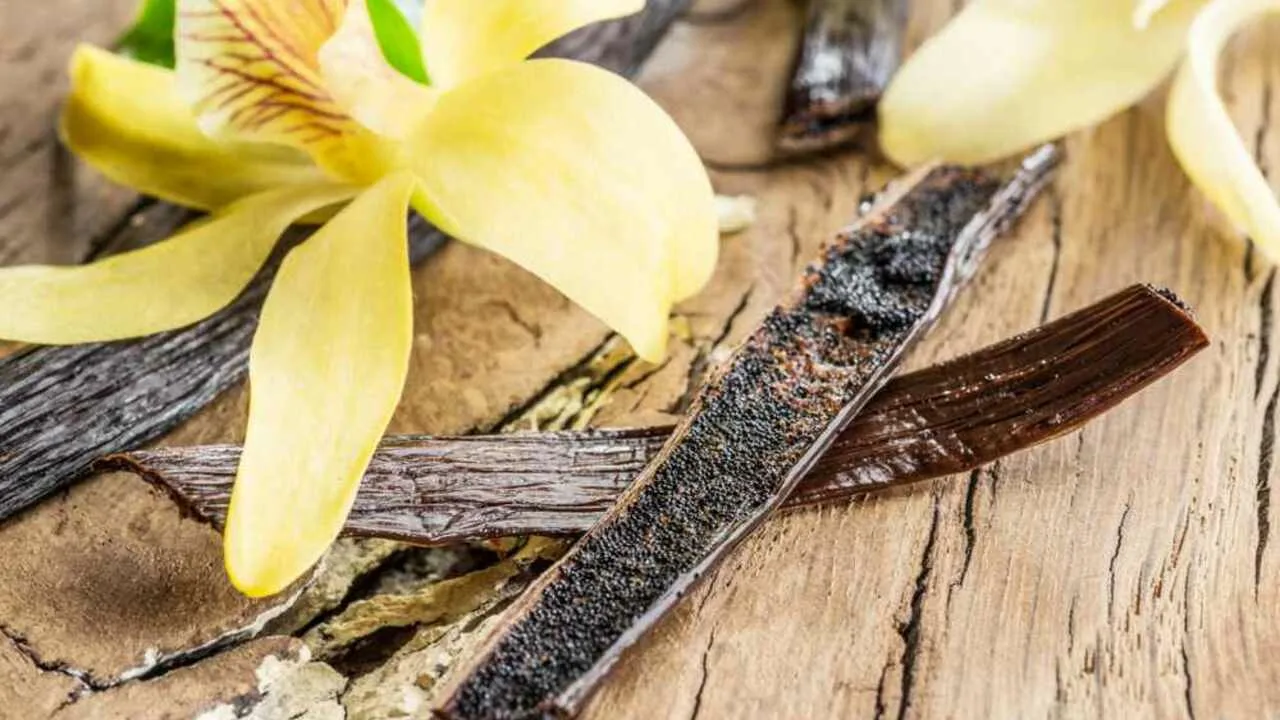 Se ei ole halpaa, mutta sen pitäisi olla jokaisessa keittiössä. Se rauhoittaa sydäntä ja hermoja sekä auttaa laihtumaan.