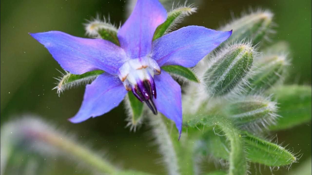 Näkymättömät, mutta maukkaat: nyt on kurkkujen kausi, vihannes, jota harvat tuntevat.