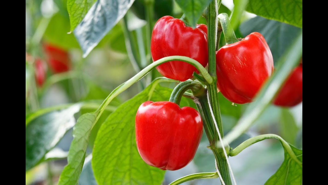 15 herkullista reseptiä, joissa käytetään paprikaa ja joiden avulla voit hyödyntää sen edullisen hinnan: täytetty, säilötty, pateena, paistettu ja muita vaihtoehtoja.