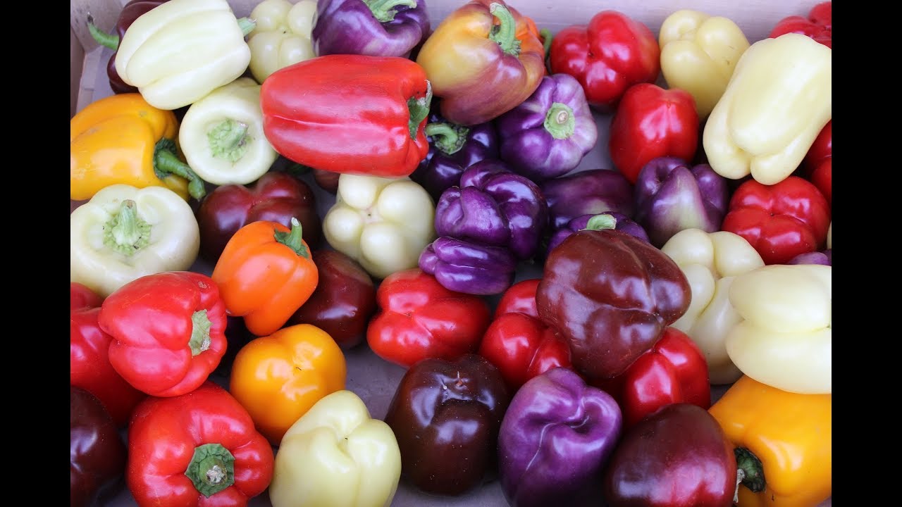 15 herkullista reseptiä, joissa käytetään paprikaa ja joiden avulla voit hyödyntää sen edullisen hinnan: täytetty, säilötty, pateena, paistettu ja muita vaihtoehtoja.